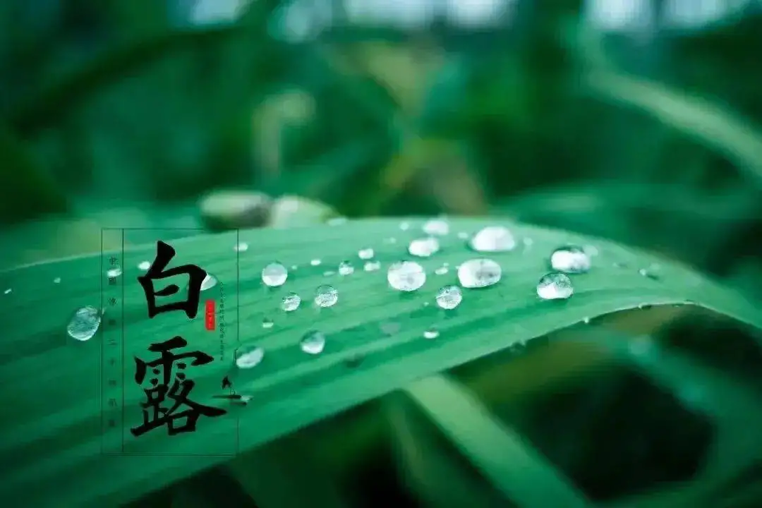 今日白露，三忌、三宜、三秘诀，过好最后难熬15天！-神人佛-善无痕蛇无泪