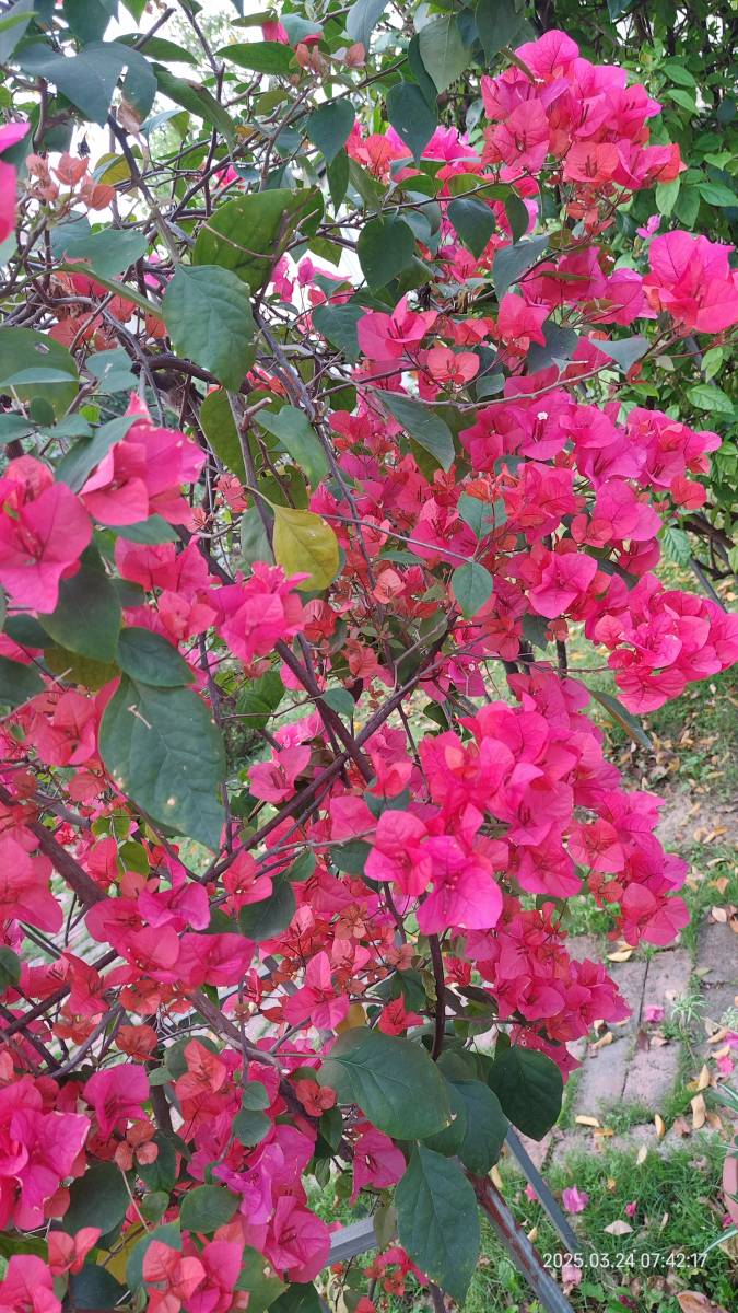 花开时候，你在哪里-神人佛-善无痕蛇无泪