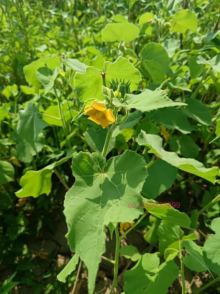 苘麻：磨盘一样的蒴果-神人佛-善无痕蛇无泪