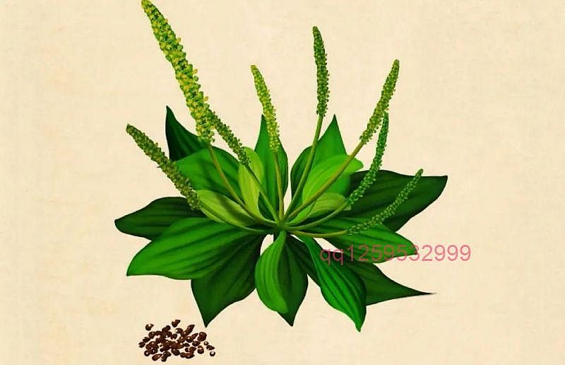 中药科普 - 车前子-神人佛-善无痕蛇无泪