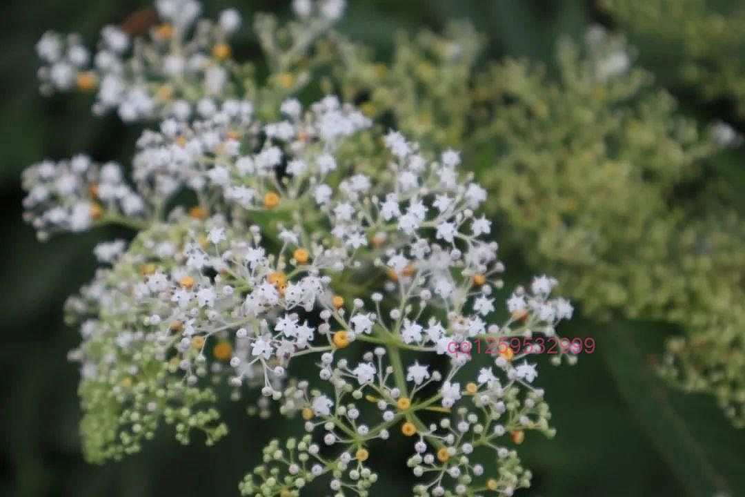 接骨草 | 它真的能接骨吗？-神人佛-善无痕蛇无泪