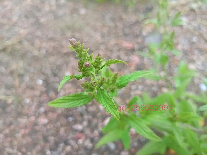 认识野草花——蛤蟆草-神人佛-善无痕蛇无泪