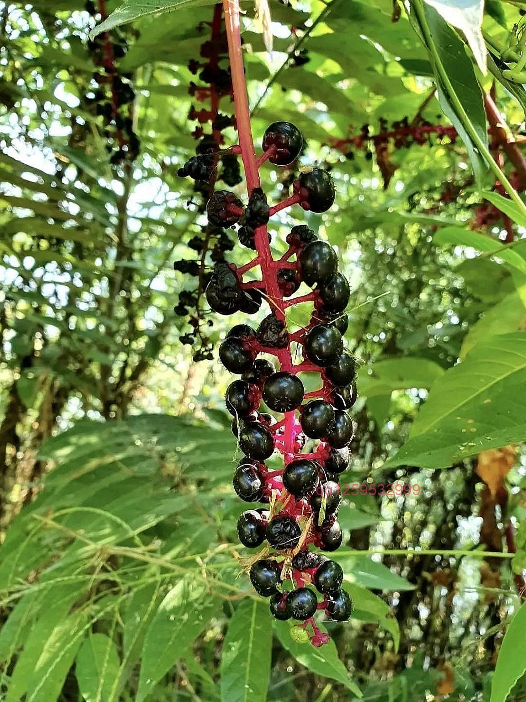 在农村一定要认识这10种毒野菜，野外遇见了要小心！！！-神人佛-善无痕蛇无泪
