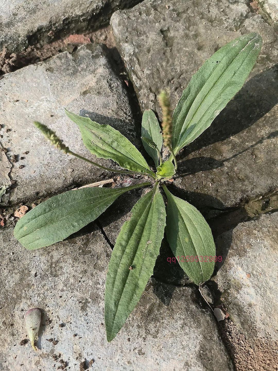 车前草茶，你喝过吗？-神人佛-善无痕蛇无泪