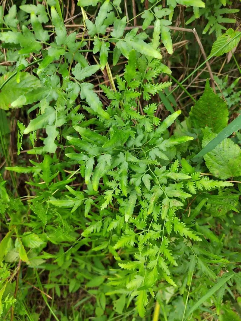 原来，一个女人有了新欢会如此-神人佛-善无痕蛇无泪