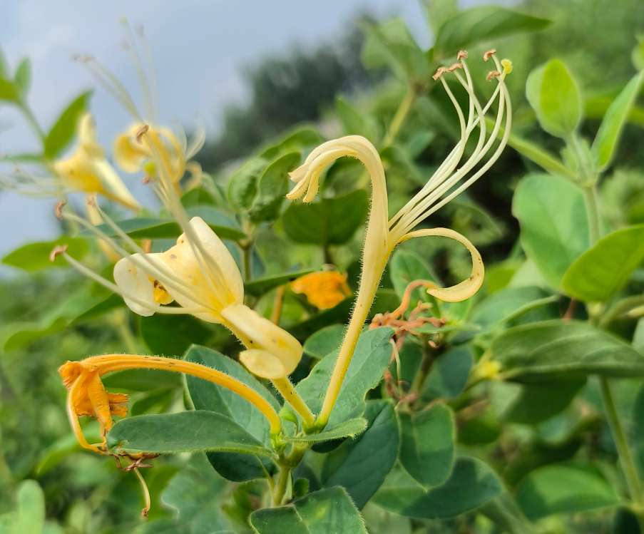 忍冬 | 也叫金银花，别只当茶喝！这些价值一定要知道！-神人佛-善无痕蛇无泪