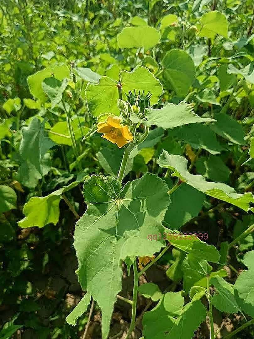 苘麻：磨盘一样的蒴果-神人佛-善无痕蛇无泪