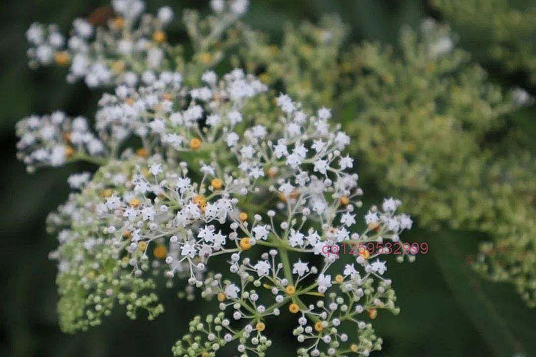 接骨草 | 它真的能接骨吗？-神人佛-善无痕蛇无泪
