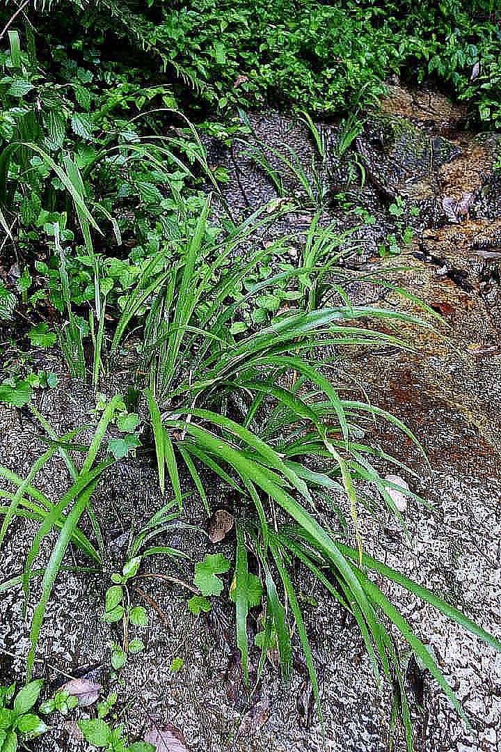 石菖蒲：山野溪畔的“灵草”，兼具药用与雅趣-神人佛-善无痕蛇无泪