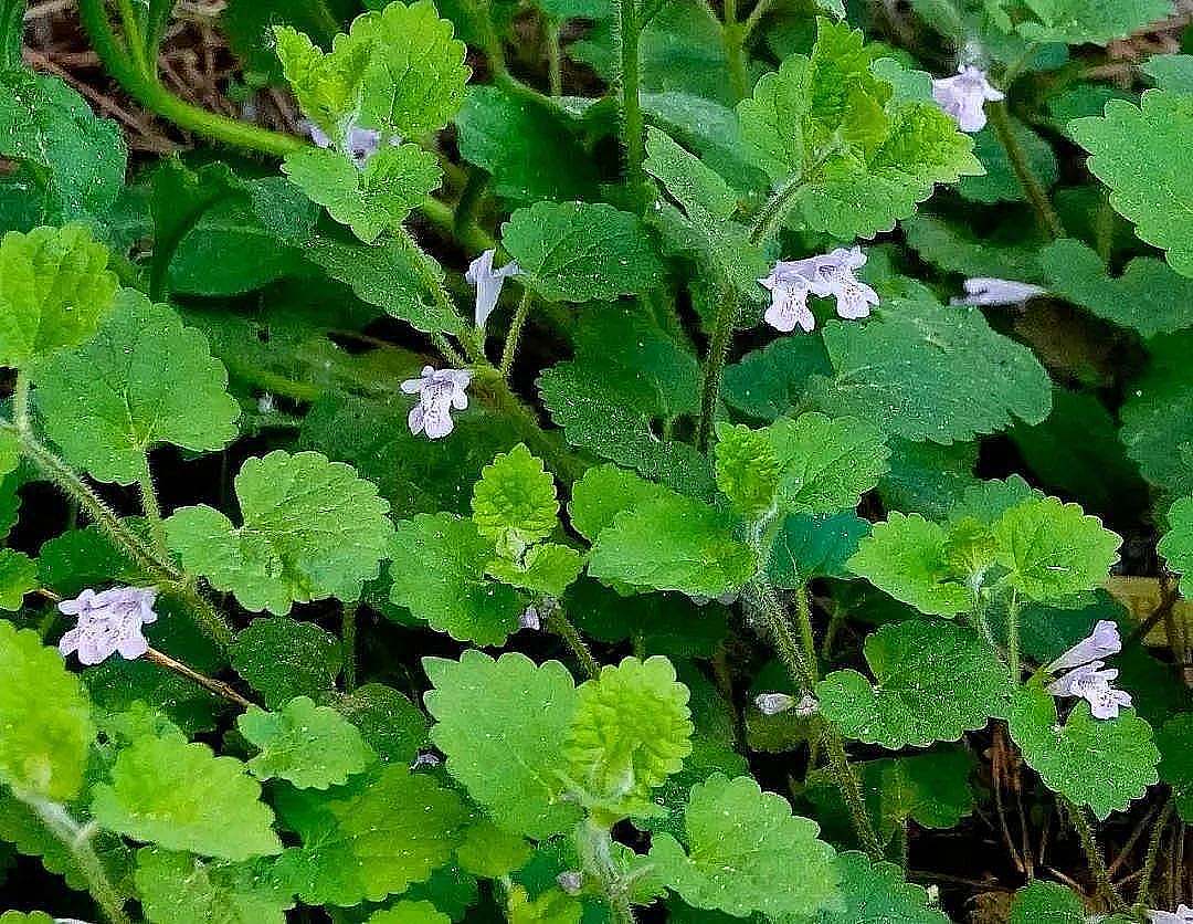 风湿关节痛管用，筋骨通了，瘀血散了，就不痛了——活血丹-神人佛-善无痕蛇无泪