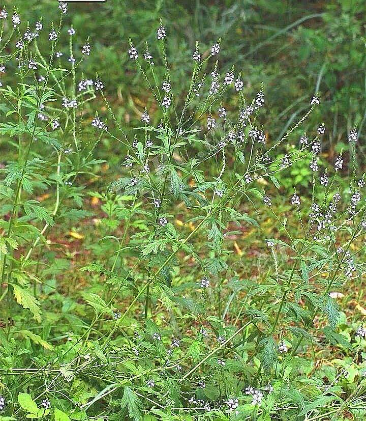 马鞭草，农村常见杂草，连续泡脚七天，治疗顽固脚气-神人佛-善无痕蛇无泪