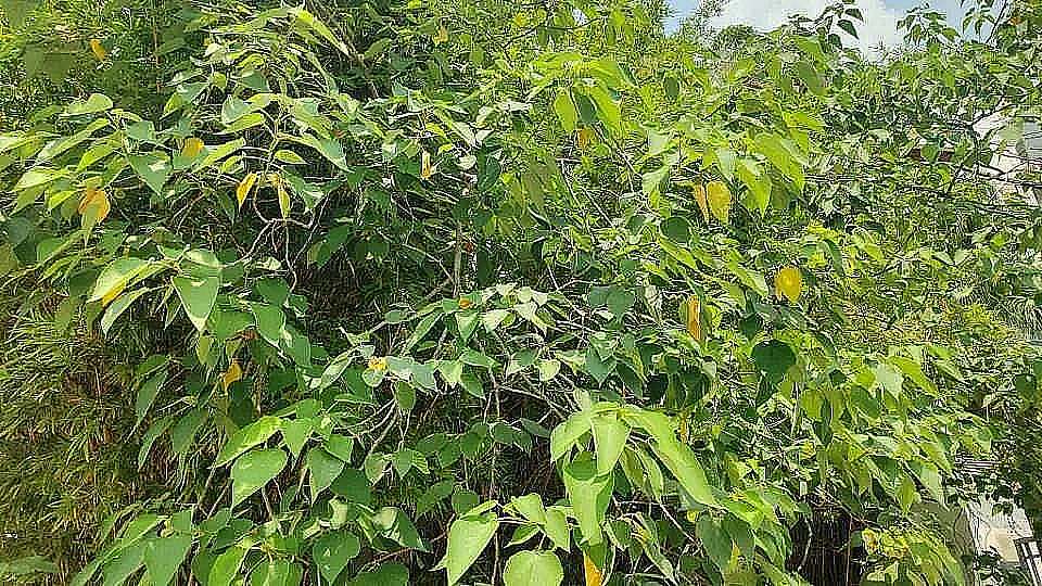 构树:路边这棵“流氓树”全身是宝！-神人佛-善无痕蛇无泪