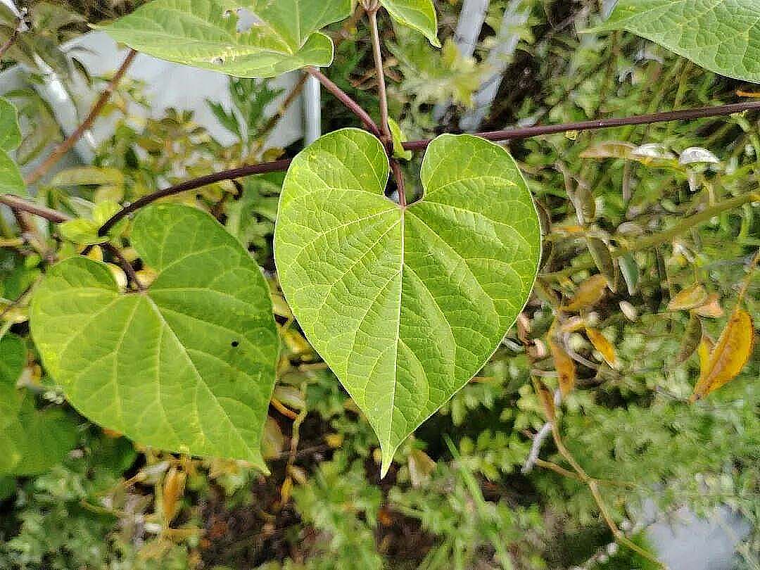 隔山消，消积食的珍贵药材，看到了一定要认识一下。-神人佛-善无痕蛇无泪