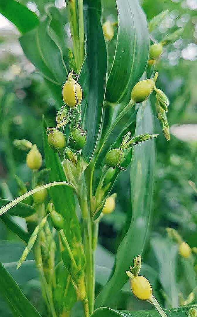 薏苡，草珠子尿珠子，是花还是果？都不是…-神人佛-善无痕蛇无泪