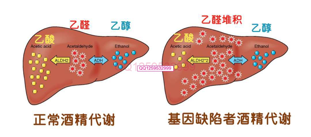 图片[2]-喝酒脸红的人：不仅伤肝，还有一个扎心的真相……-神人佛-善无痕蛇无泪