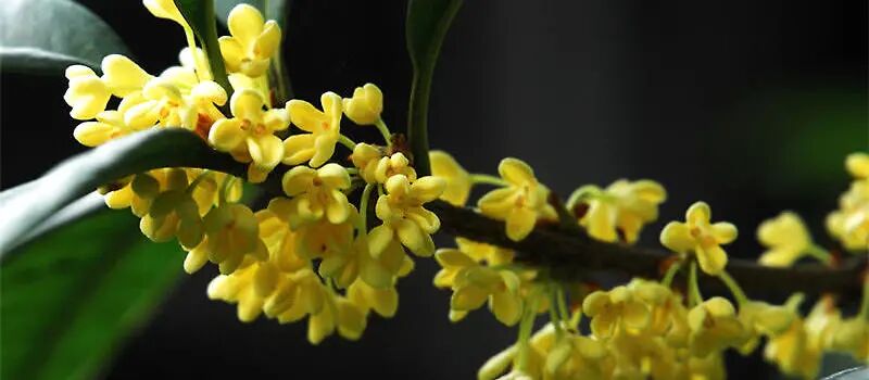 wechat_0a5fd22609d8a7693fc86222875afd35