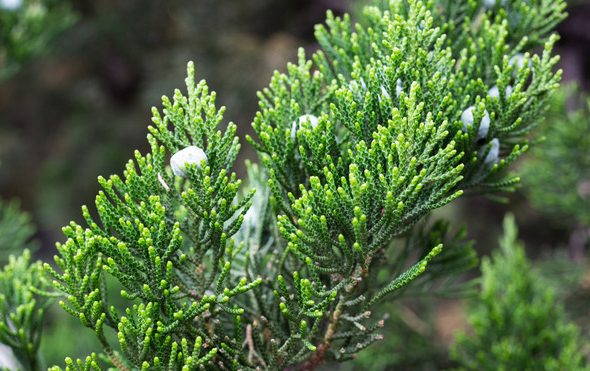 你几月出生，就是什么树（超级准！）-神人佛-善无痕蛇无泪