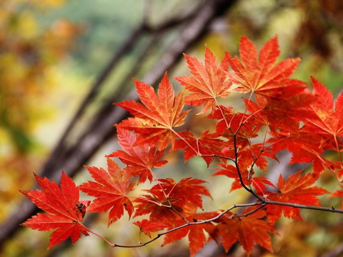 wechat_55ceb8614fafb31cc482b6ea89ea3de3