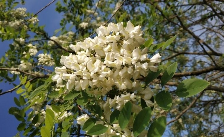 wechat_c014838e6ac58c5752a2409f49de41cb