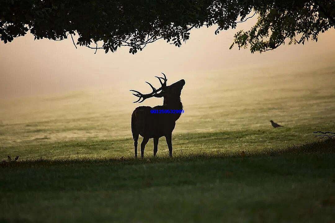 Free Mist Stag photo and picture
