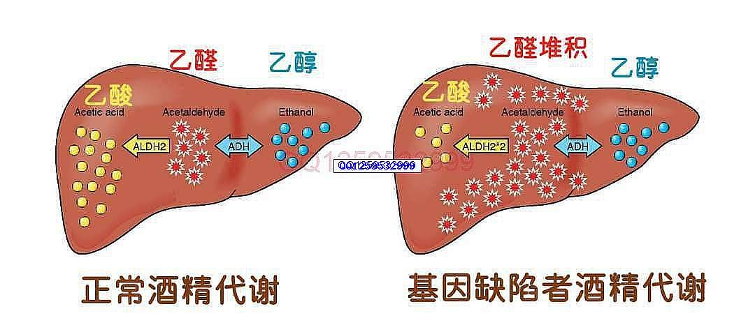 图片[2]-喝酒脸红的人：不仅伤肝，还有一个扎心的真相……-神人佛-善无痕蛇无泪