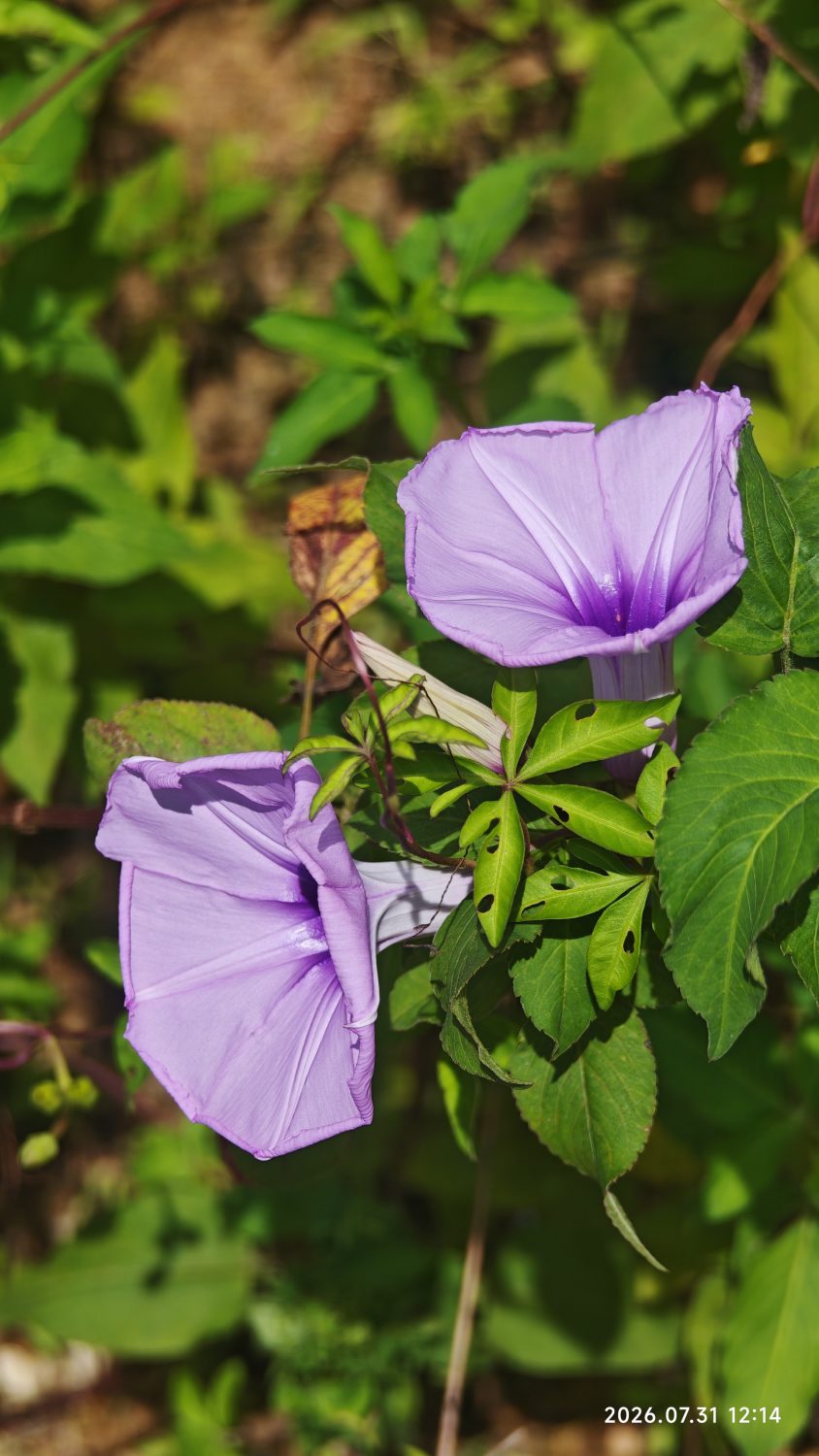 野径夏花,遇见山野间的自在生机-善无痕蛇无泪